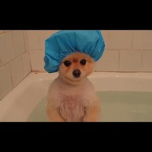 Meet your Posher, Jill